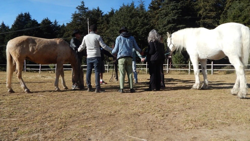 Constelaciones Con Caballos